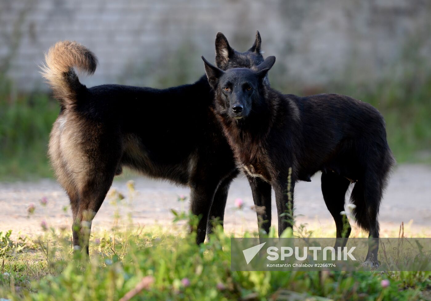 Stray dogs in Veliky Novgorod