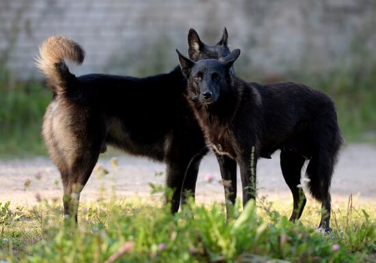 Stray dogs in Veliky Novgorod