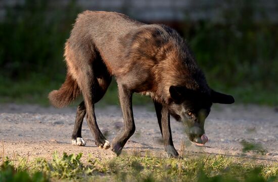 Stray dogs in Veliky Novgorod