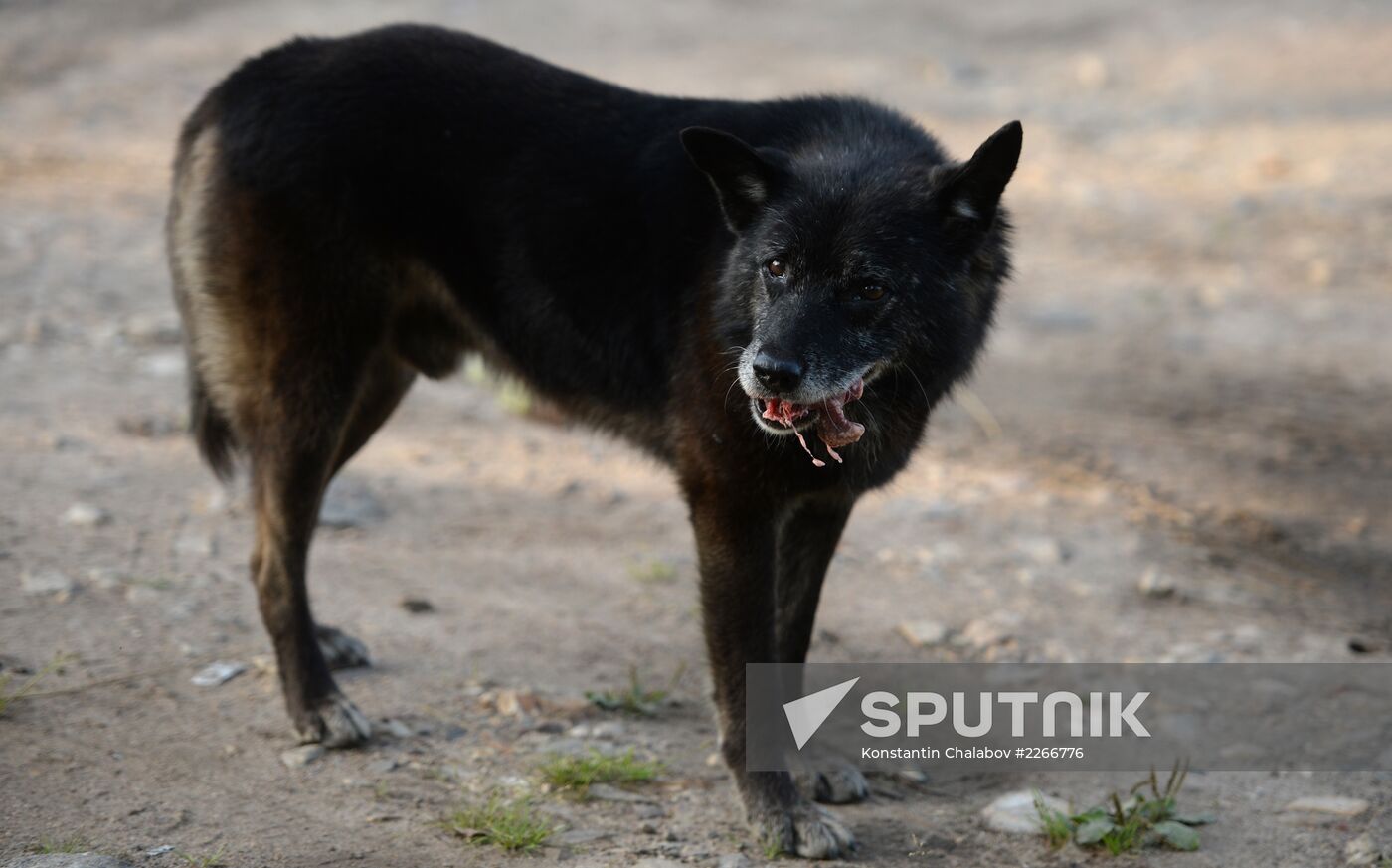 Stray dogs in Veliky Novgorod