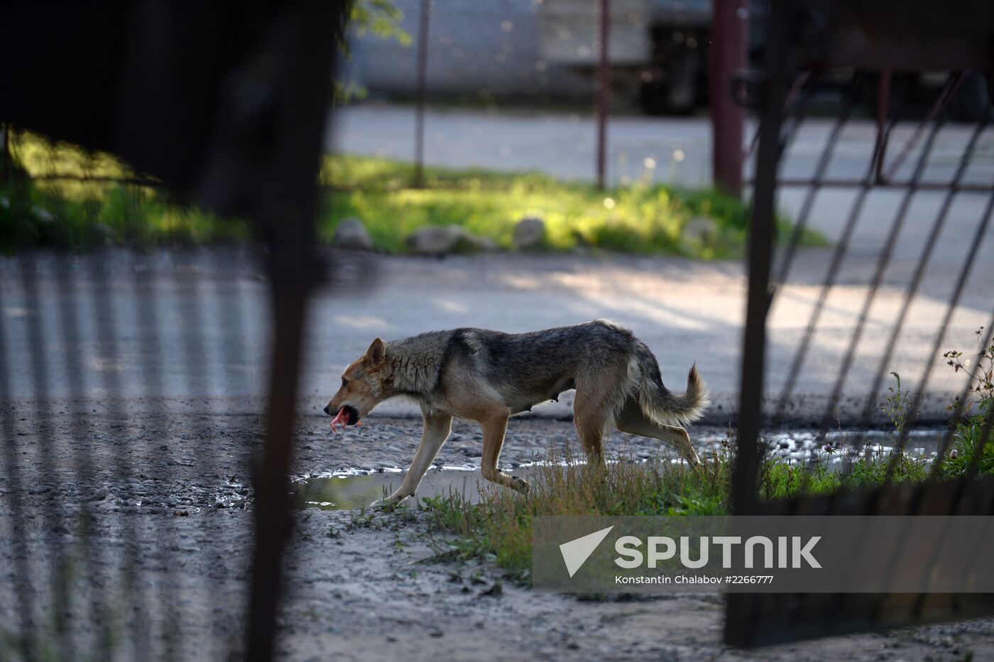 Stray dogs in Veliky Novgorod