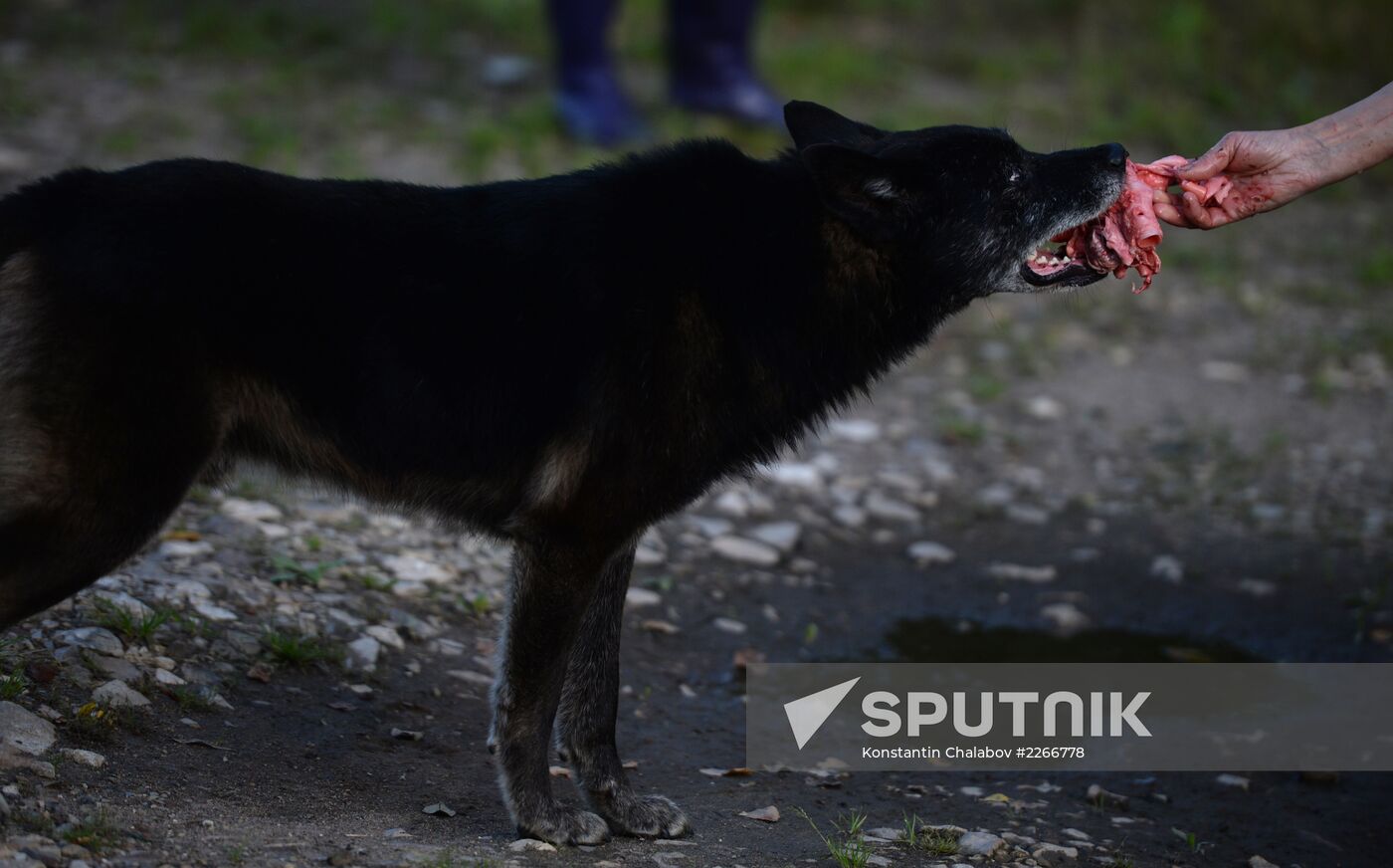 Stray dogs in Veliky Novgorod
