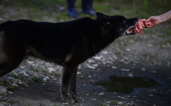 Stray dogs in Veliky Novgorod