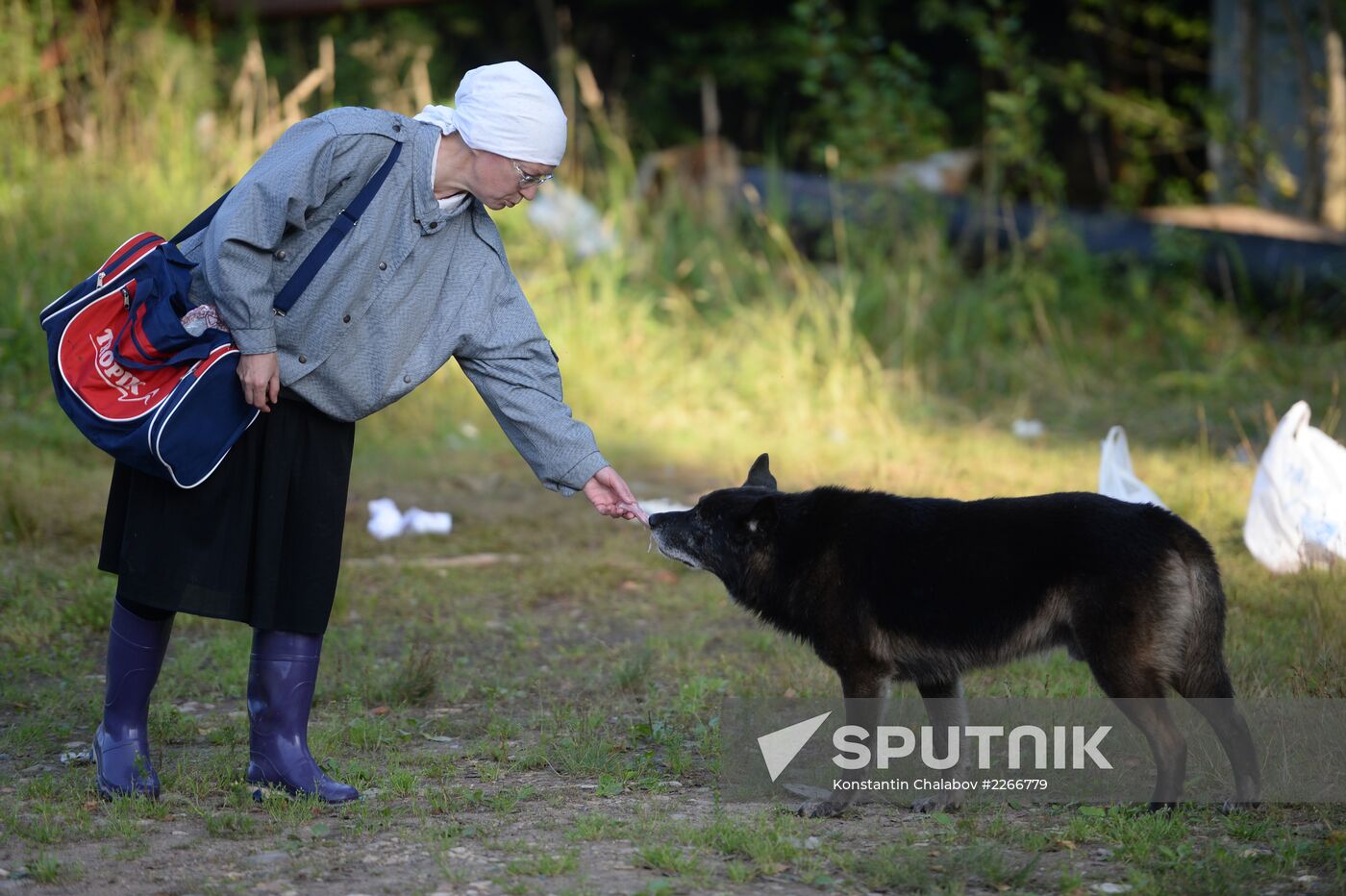 Stray dogs in Veliky Novgorod