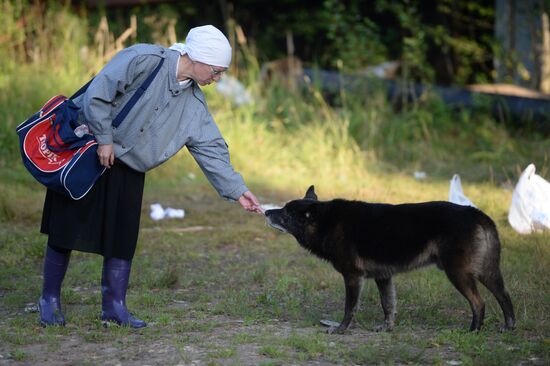 Stray dogs in Veliky Novgorod