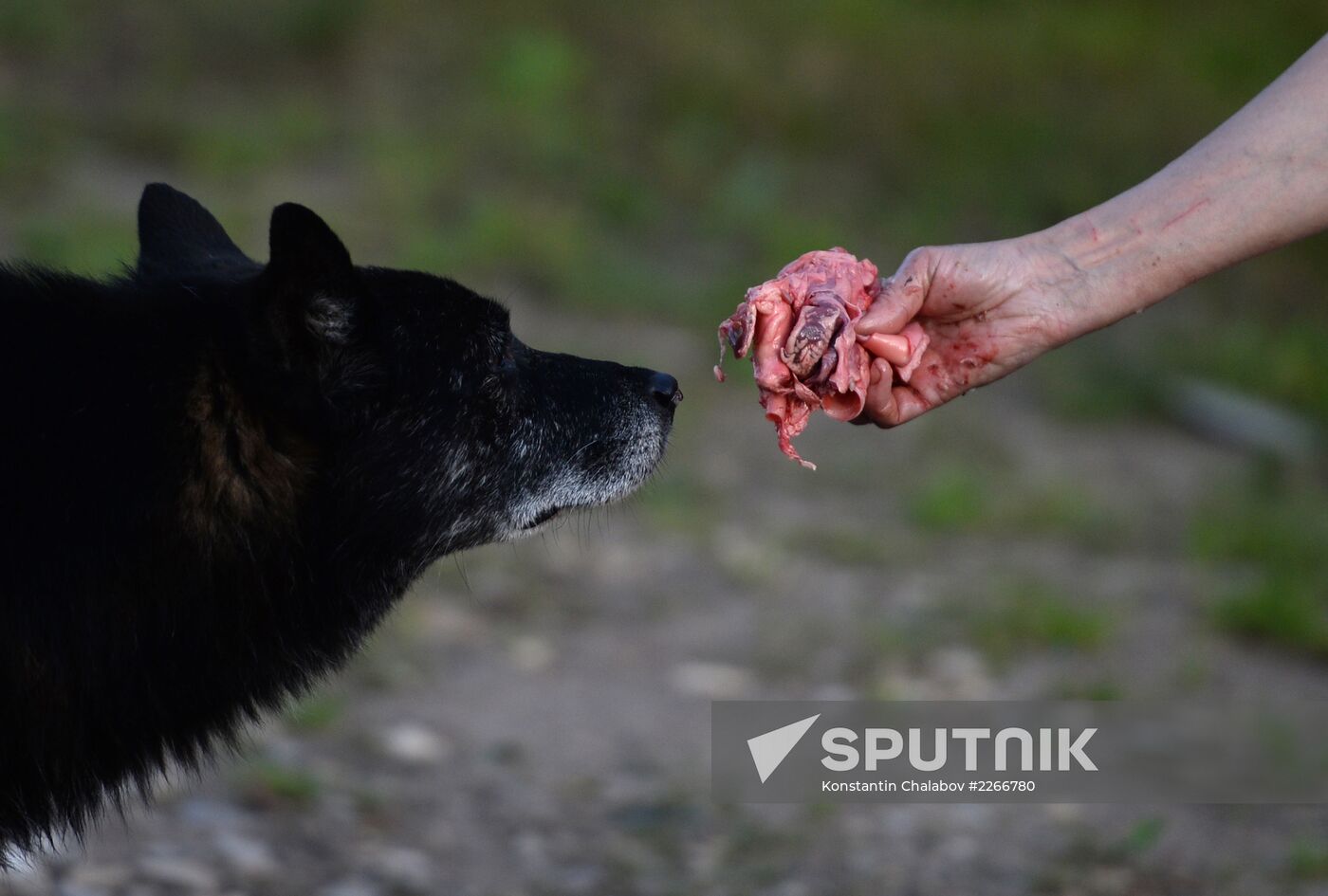 Stray dogs in Veliky Novgorod