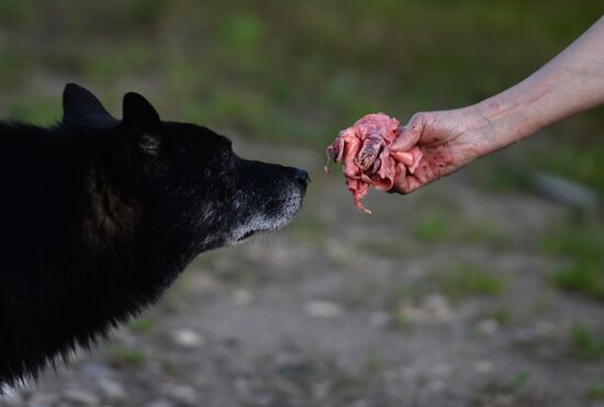 Stray dogs in Veliky Novgorod