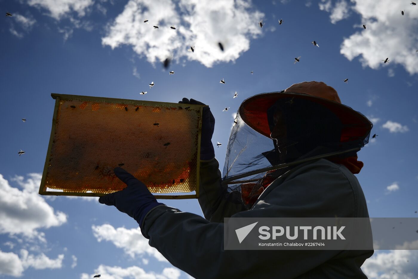 Apiary in Novgorod Region