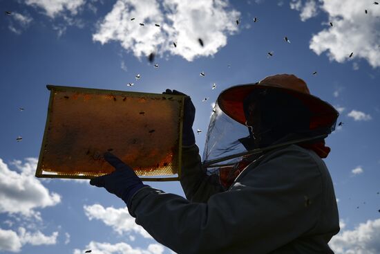 Apiary in Novgorod Region