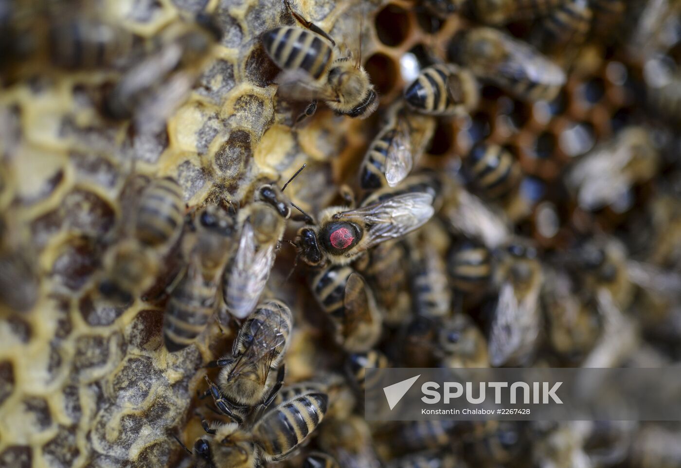 Apiary in Novgorod Region