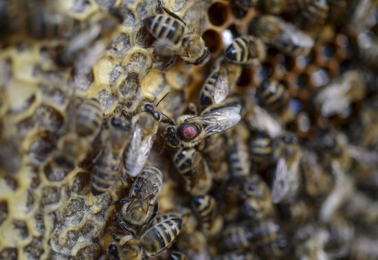 Apiary in Novgorod Region