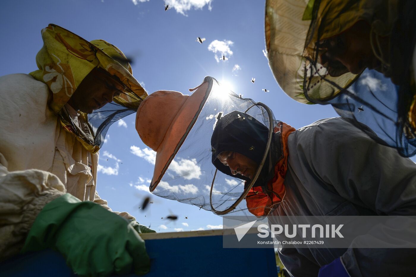 Apiary in Novgorod Region