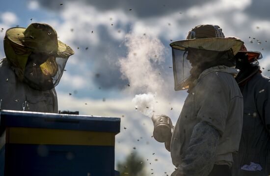 Apiary in Novgorod Region