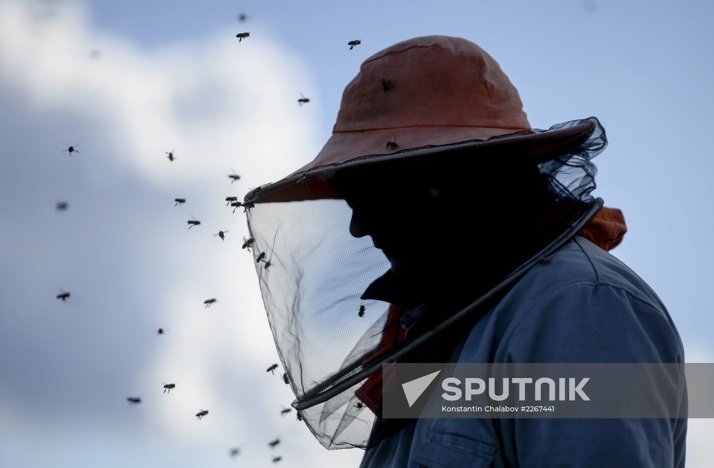 Apiary in Novgorod Region