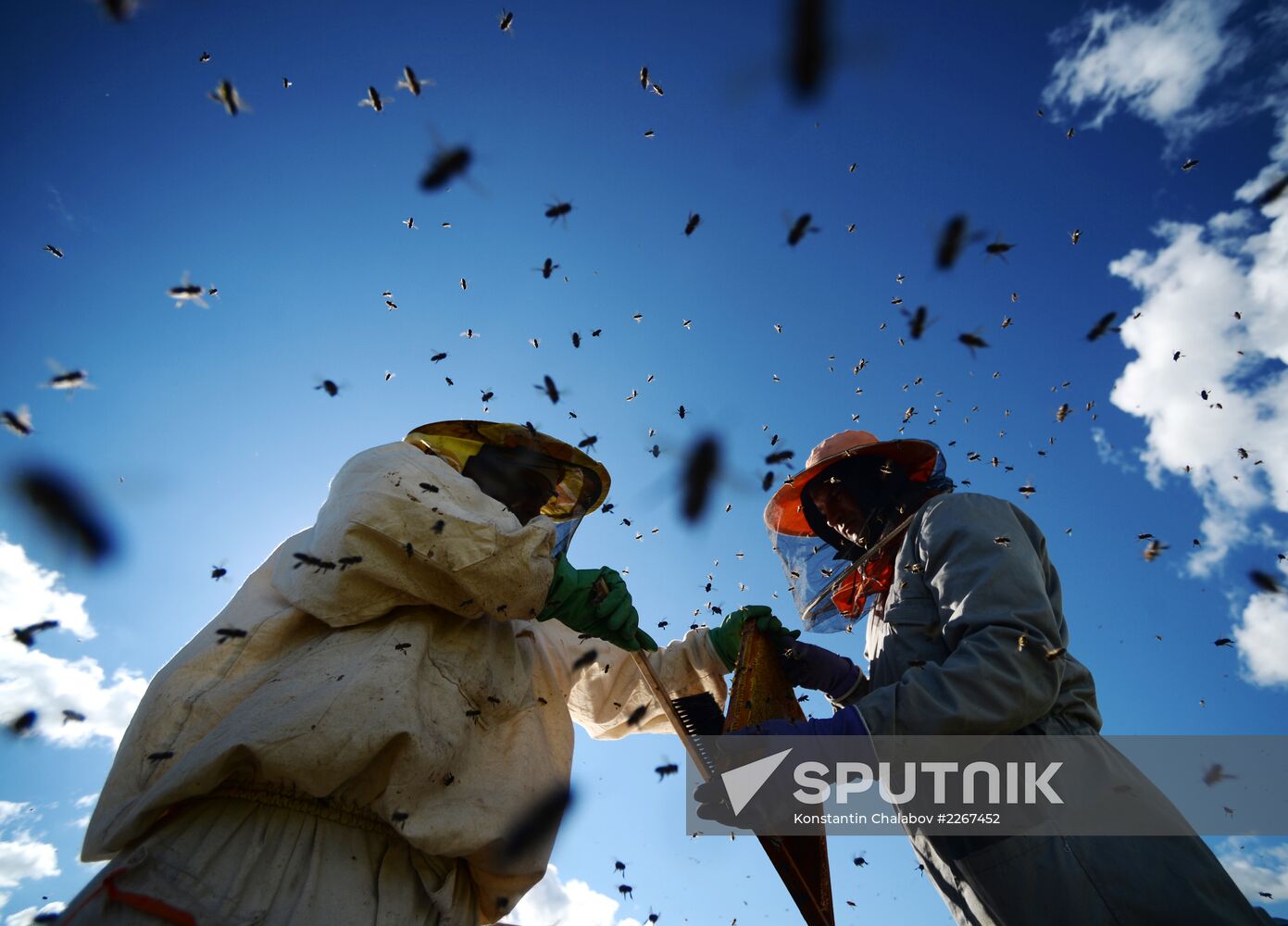 Apiary in Novgorod Region