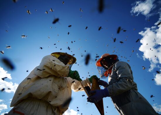 Apiary in Novgorod Region