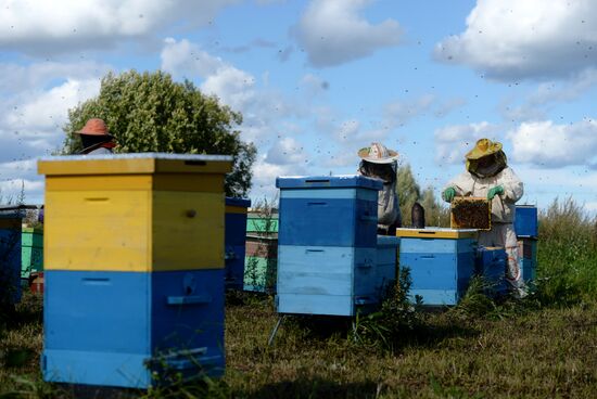Apiary in Novgorod Region