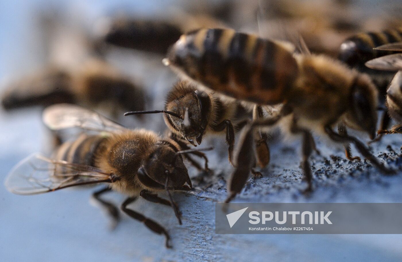 Apiary in Novgorod Region