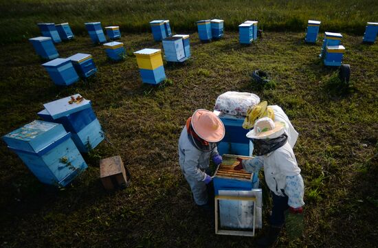 Apiary in Novgorod Region