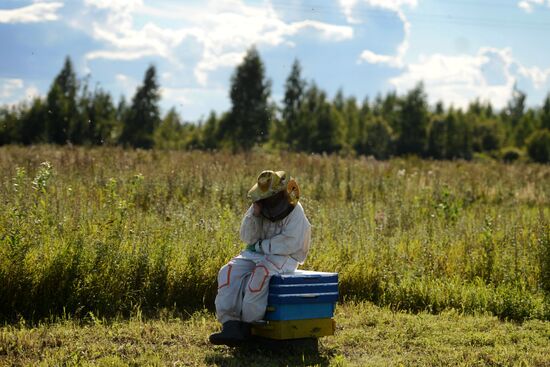 Apiary in Novgorod Region