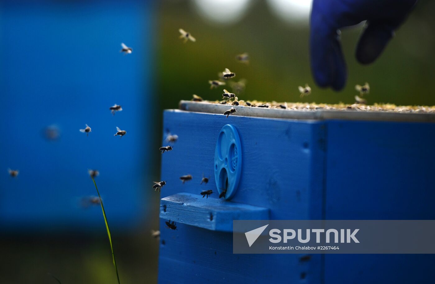 Apiary in Novgorod Region