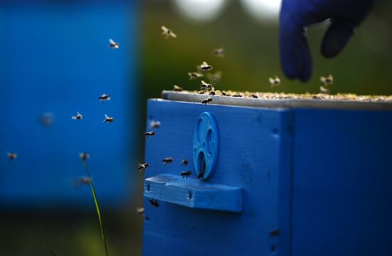 Apiary in Novgorod Region
