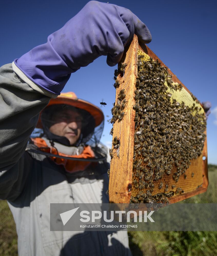 Apiary in Novgorod Region