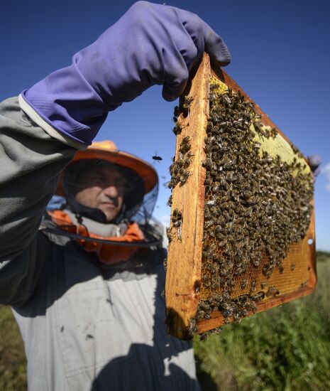 Apiary in Novgorod Region