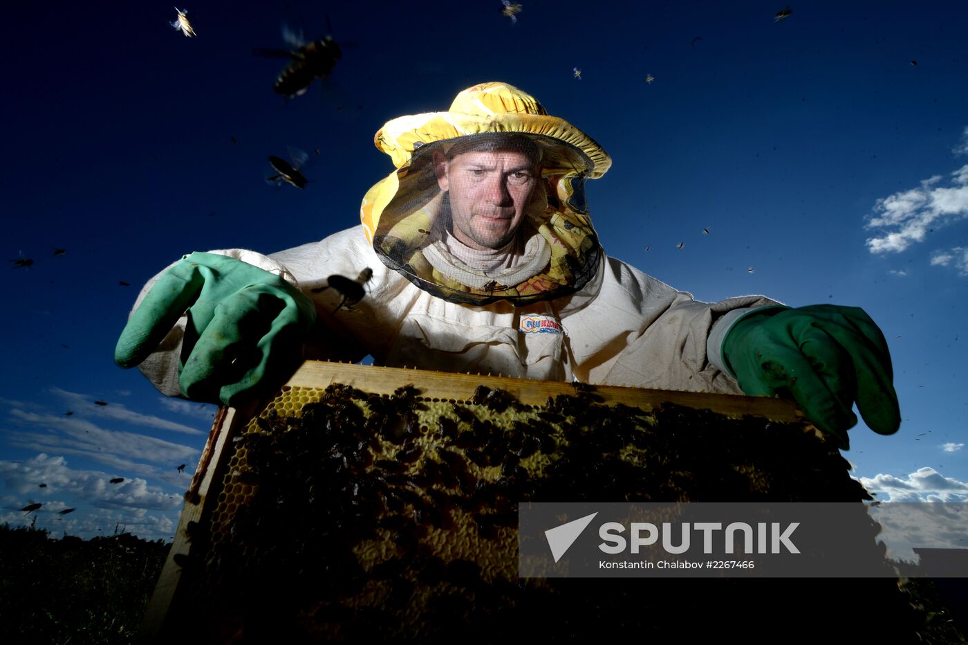 Apiary in Novgorod Region