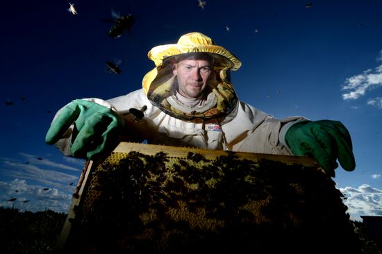 Apiary in Novgorod Region