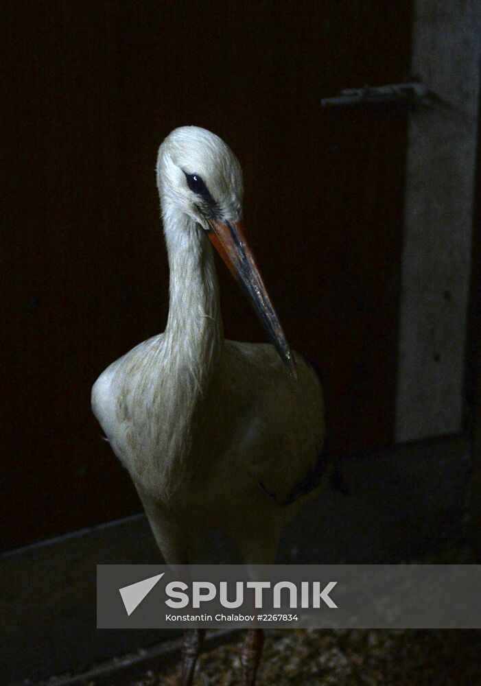 Apartment block basement zoo in Veliky Novgorod