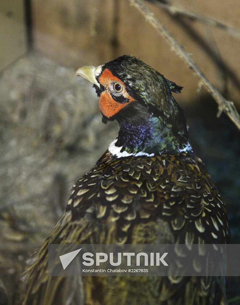Apartment block basement zoo in Veliky Novgorod