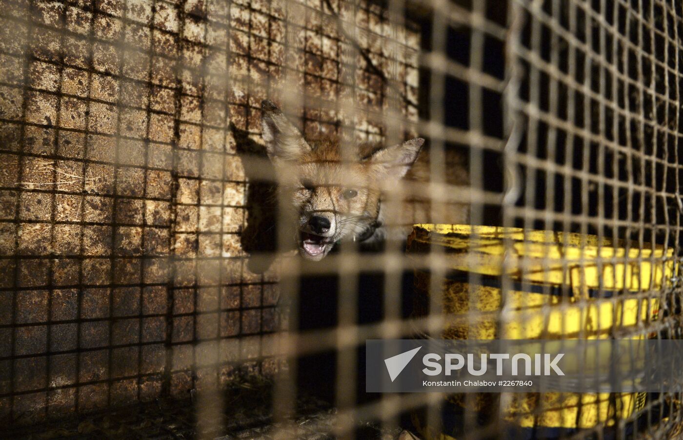 Apartment block basement zoo in Veliky Novgorod