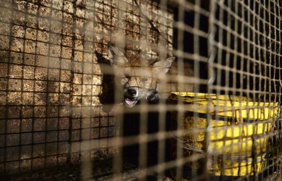 Apartment block basement zoo in Veliky Novgorod