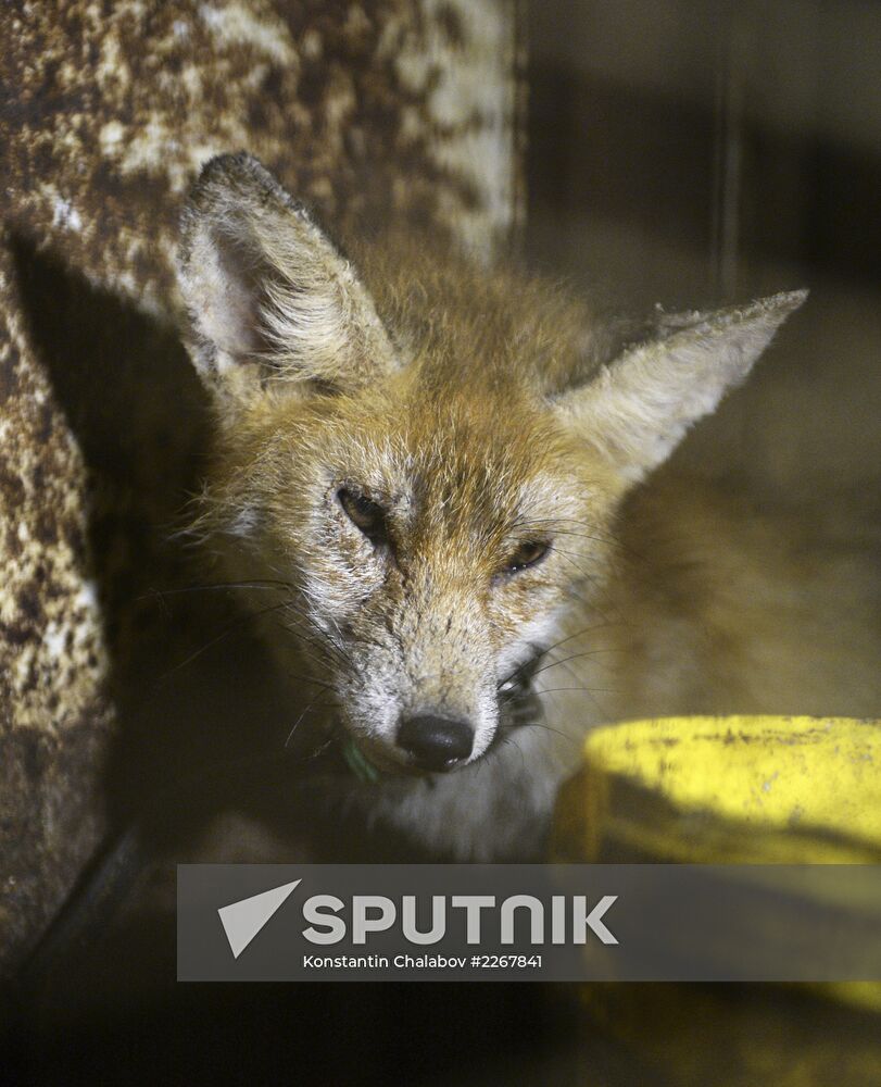 Apartment block basement zoo in Veliky Novgorod