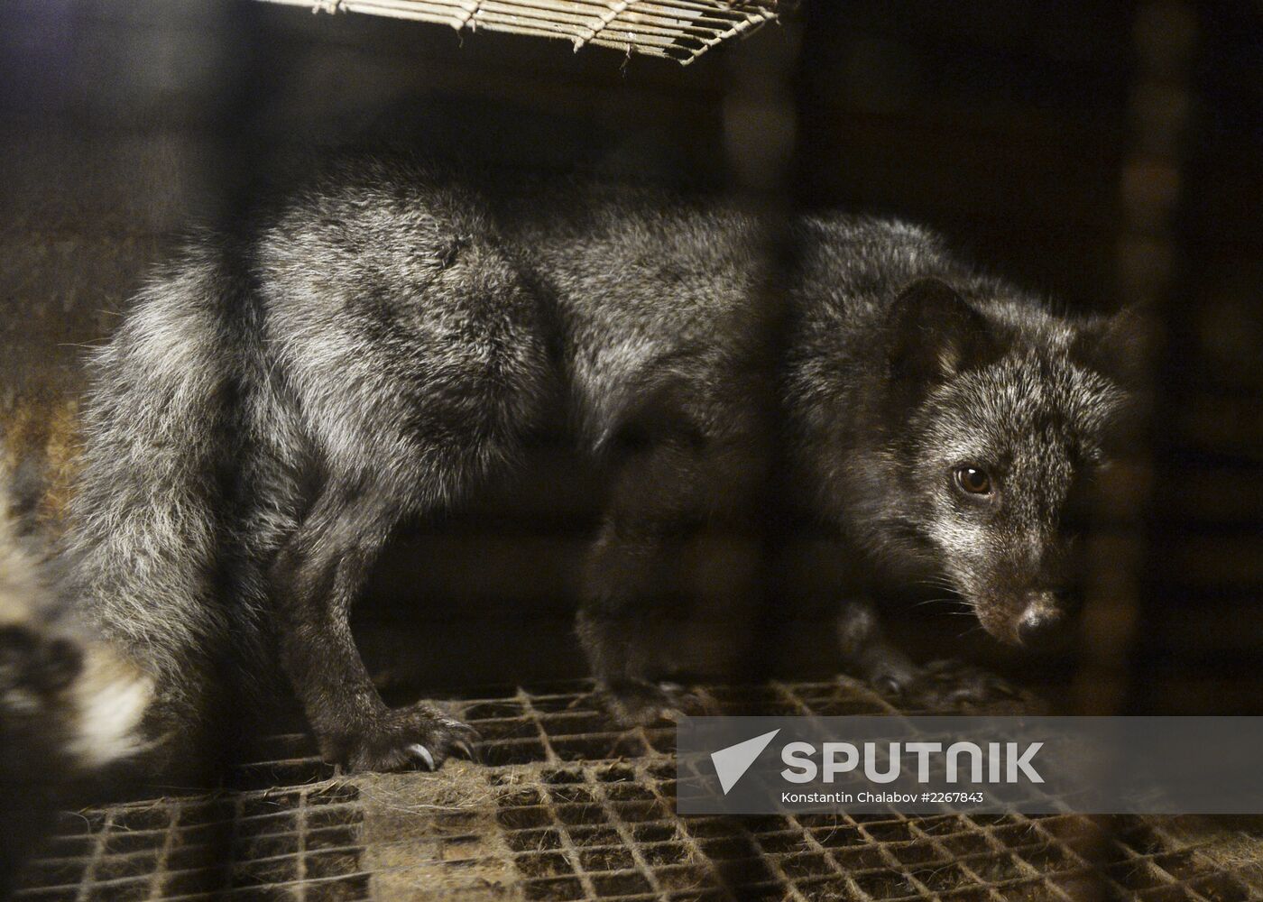 Apartment block basement zoo in Veliky Novgorod