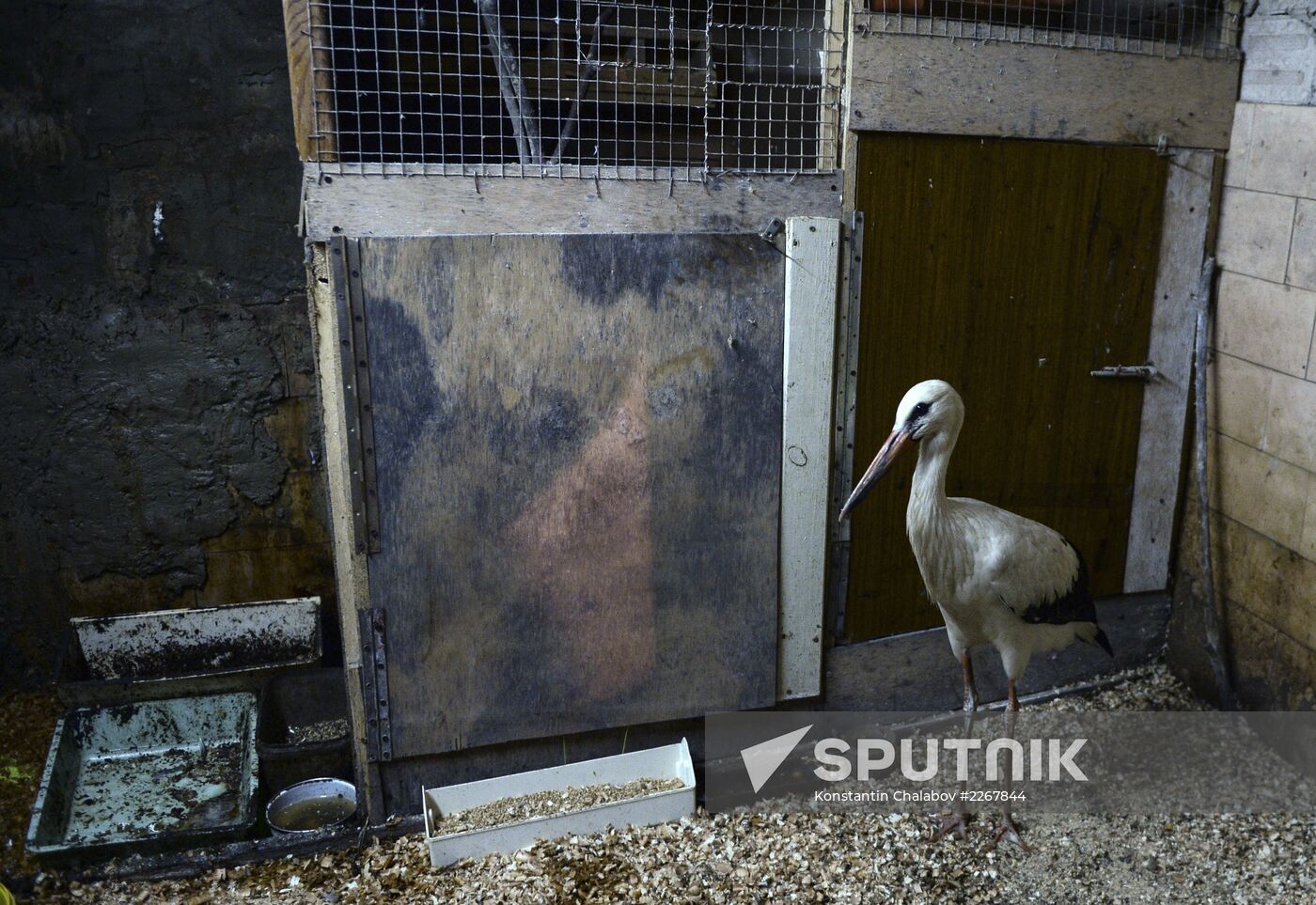 Apartment block basement zoo in Veliky Novgorod