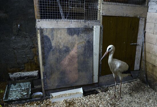Apartment block basement zoo in Veliky Novgorod