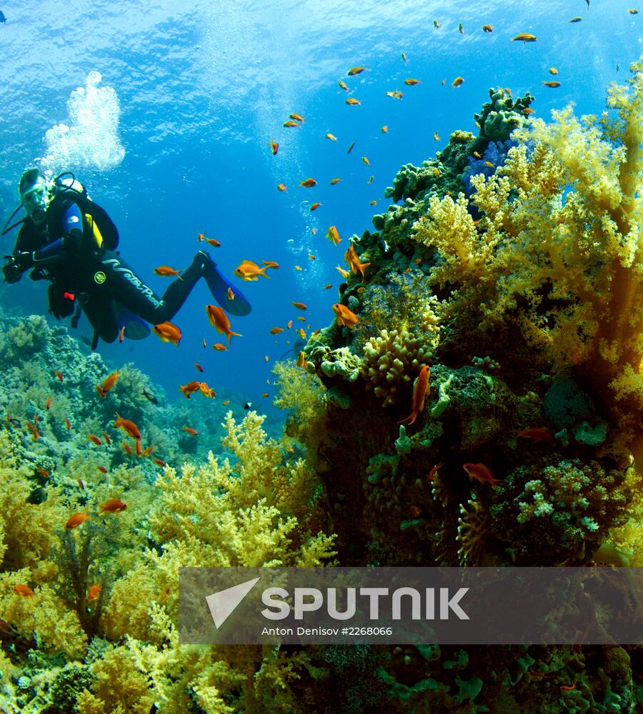 Diving in the Red Sea