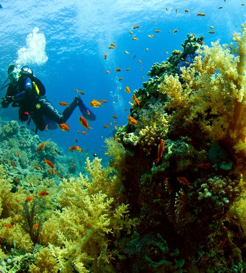 Diving in the Red Sea