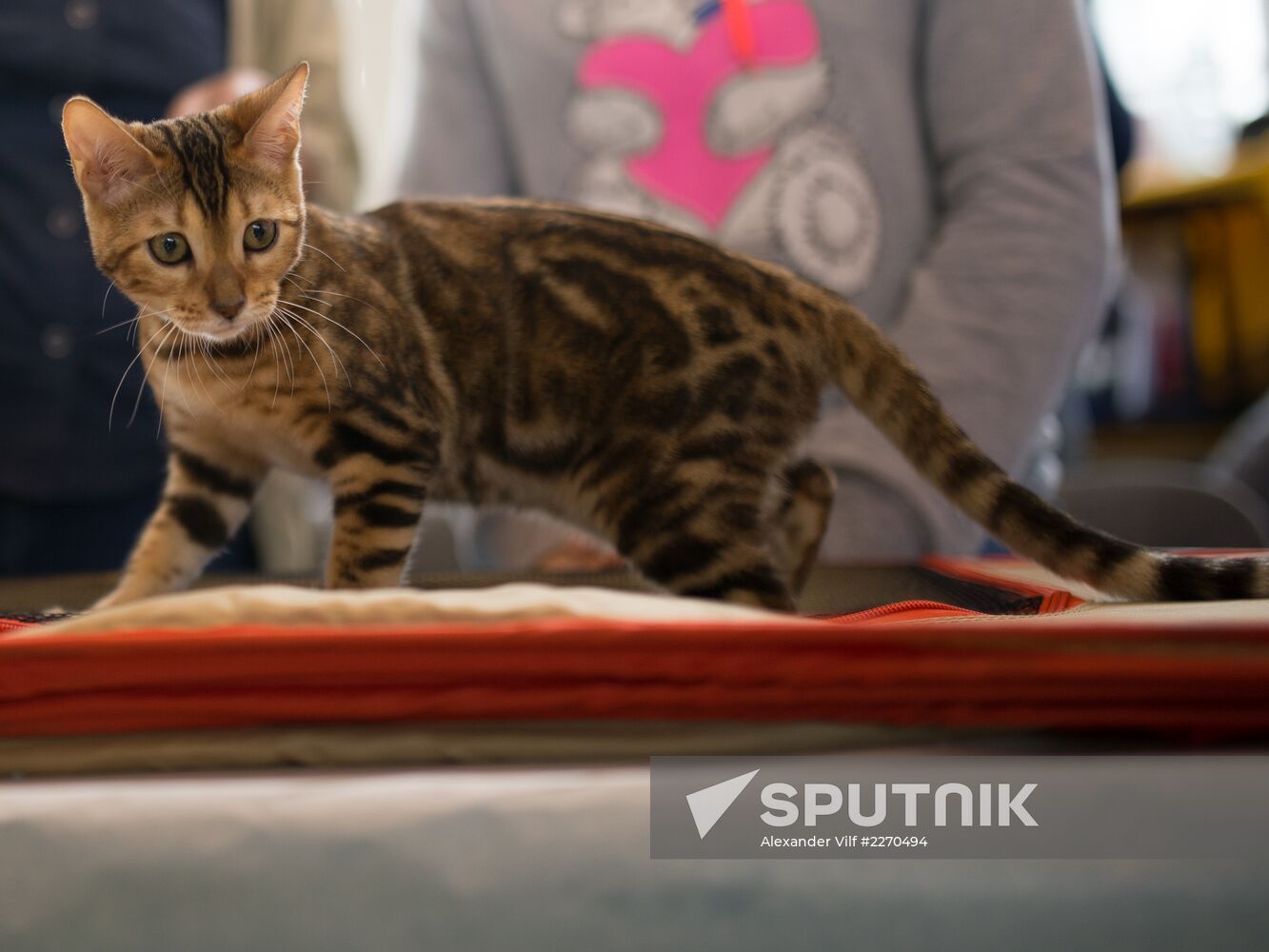 Cat show InfoKot 2013