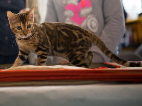 Cat show InfoKot 2013