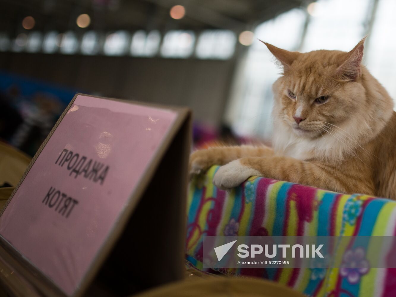 Cat show InfoKot 2013