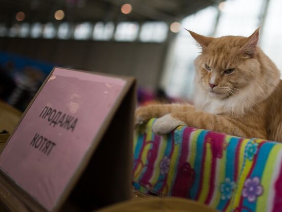 Cat show InfoKot 2013