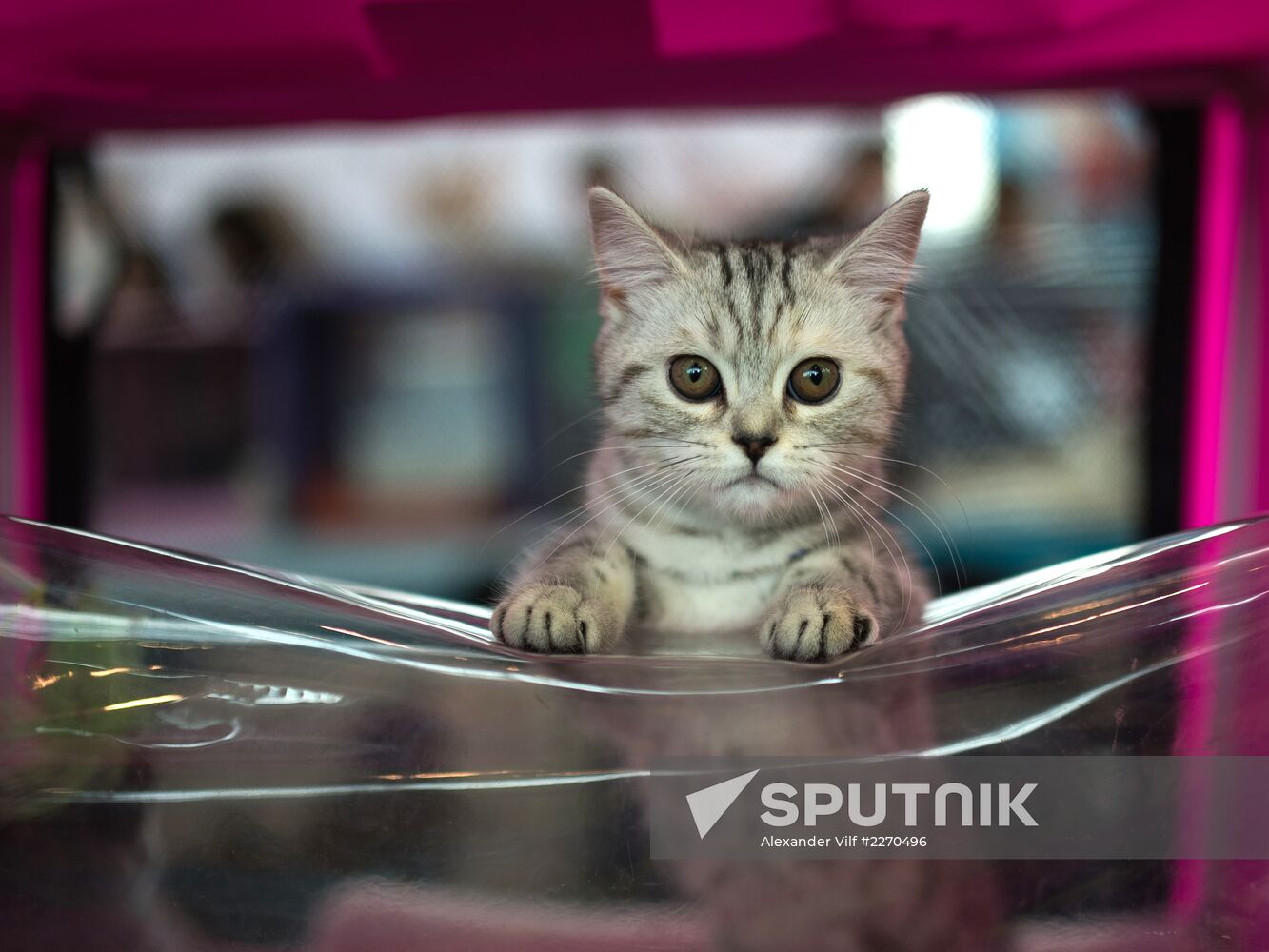 Cat show InfoKot 2013