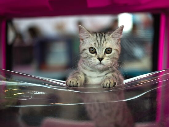 Cat show InfoKot 2013