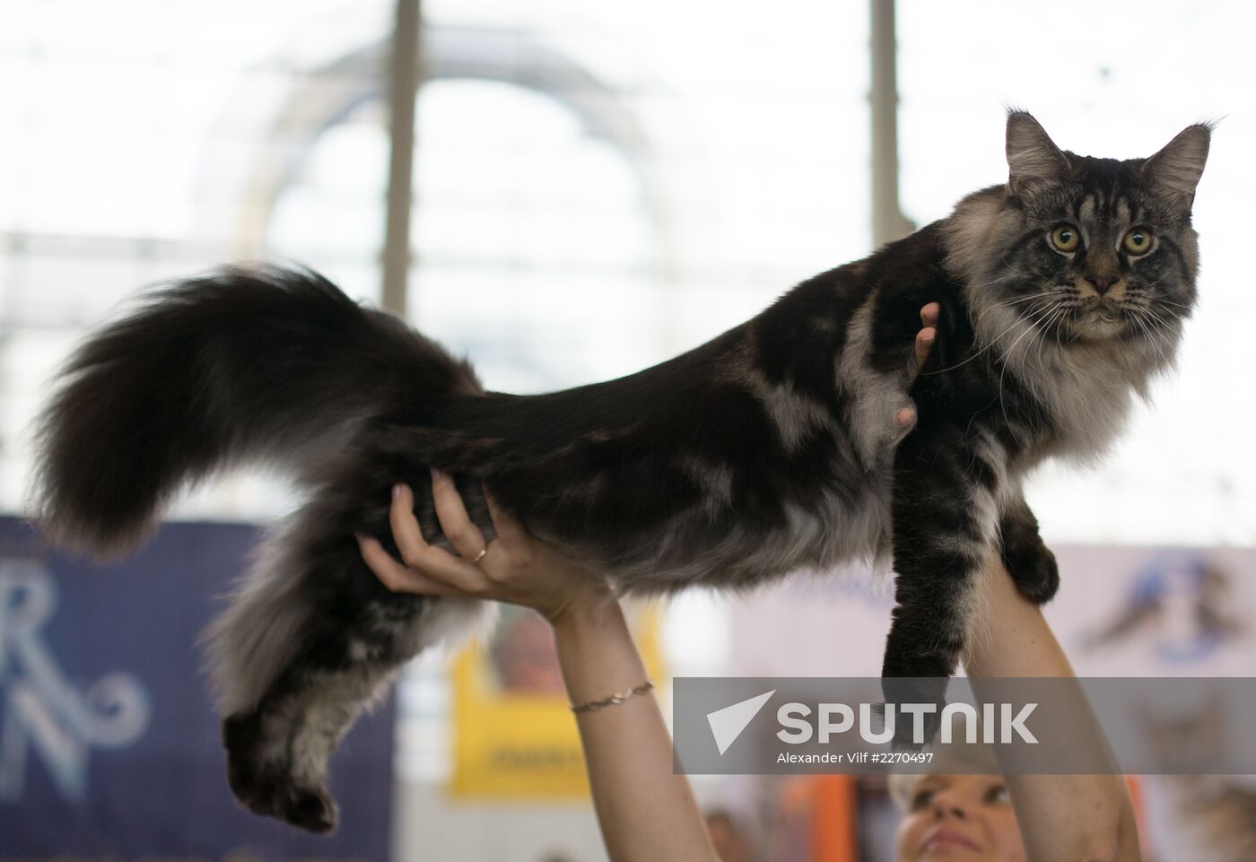 Cat show InfoKot 2013