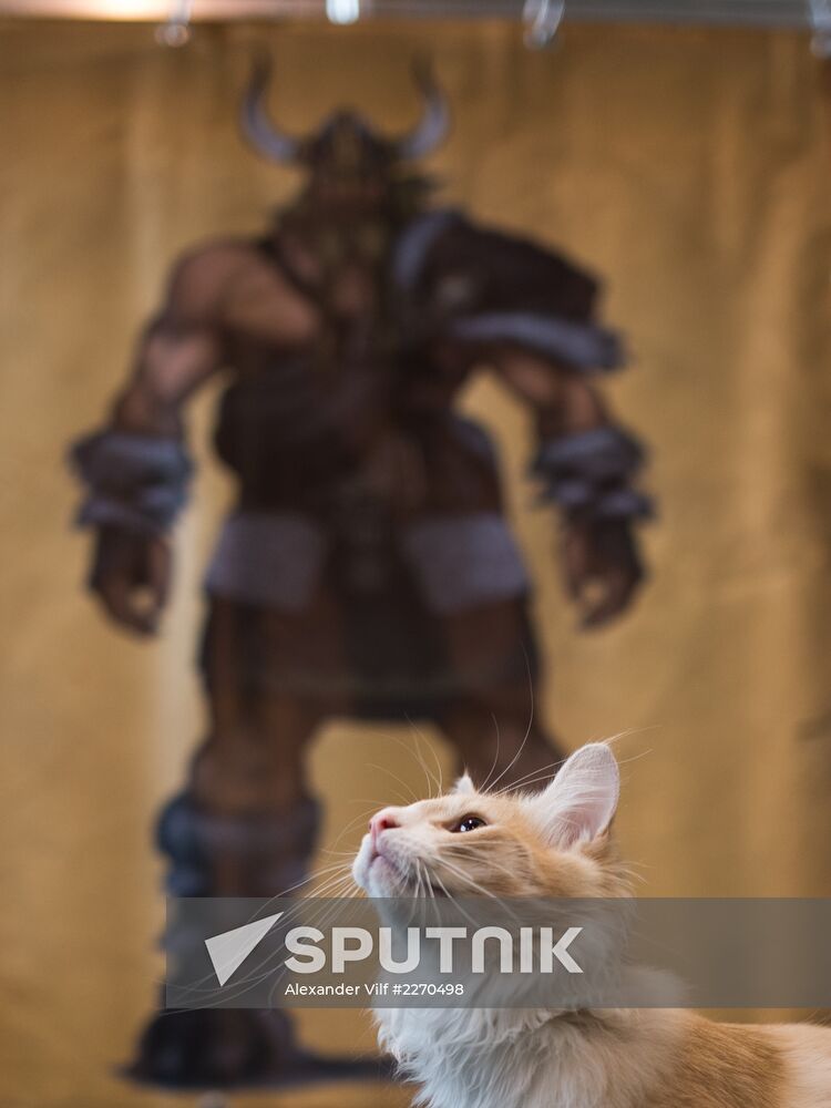 Cat show InfoKot 2013