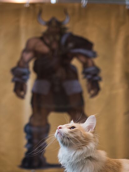 Cat show InfoKot 2013