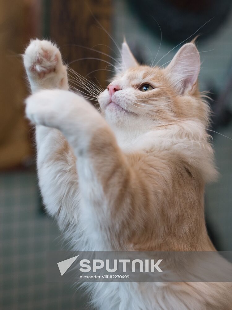 Cat show InfoKot 2013